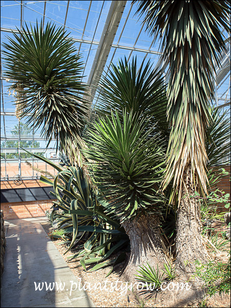 Spanish Dagger Yucca (Yucca treculeana)